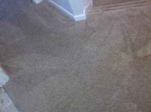 carpetcleanpic2